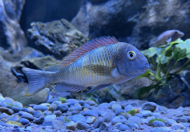 Tropheus moorii 'Kantalamba'